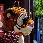 Романтичний Тигра, магазин ROSHEN, Нивки, Київ, Україна 2024 Романтичний Тигра, магазин ROSHEN, Нивки, Київ, Україна 2024